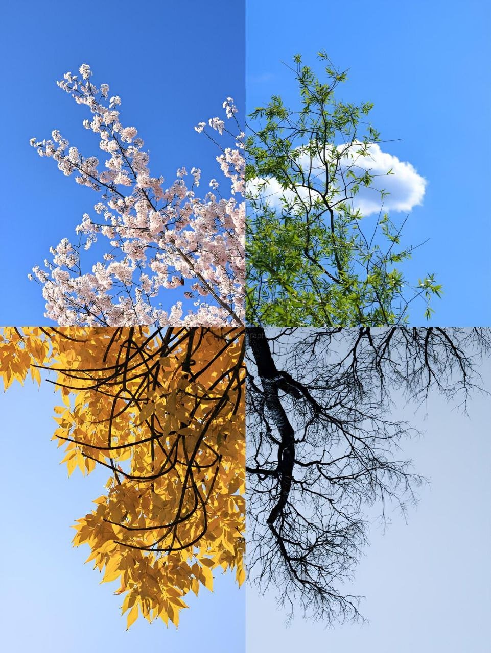 2026-cı il üçün fəsillərin daxil olma vaxtı açıqlanıb