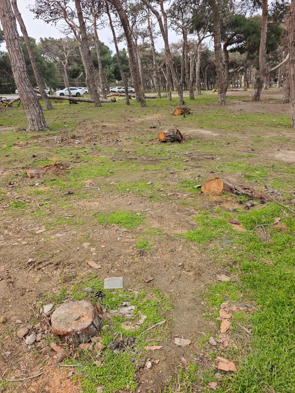 Nərimanov rayonunda yaşıl soyqırım