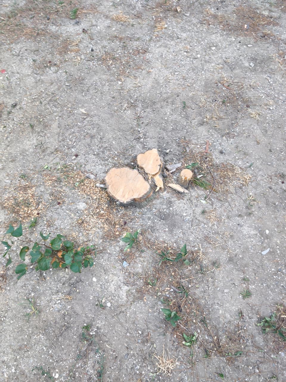 Bakıda parkda ağaclar kəsilib